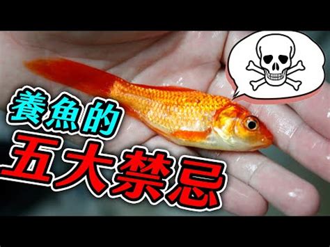 家裡養的魚|養魚新手入門：12個教學讓你養魚一次上手（新手必讀）